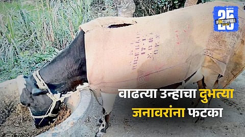 Heatwave Impact On Cattle 