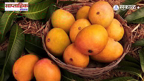 mango export