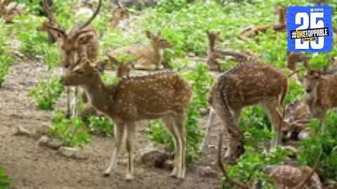 Tragic sight near Sagarehswar Sanctuary—bodies of four deer found, raising serious questions on forest vigilance.
