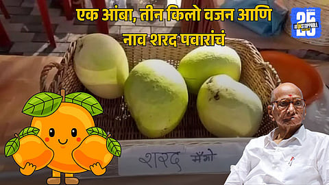 Solapur famous Sharad Mango