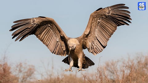 Vulture Conservation 