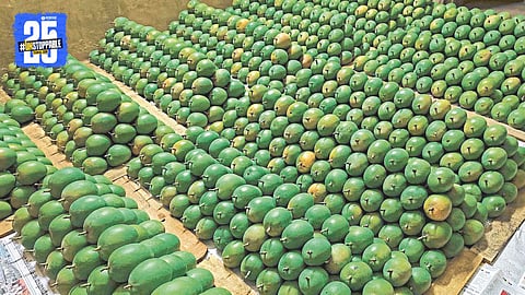 Ratnagiri Hapus Mango