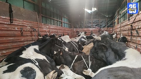 Illegal Cattle Transport
