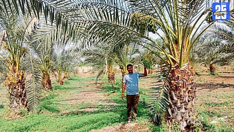 Date Palm Farming 
