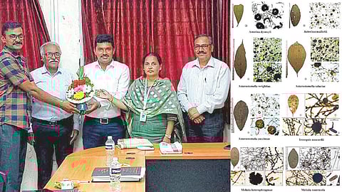 Black Mildew New Species