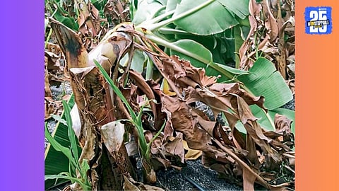 agriculture loss by rain