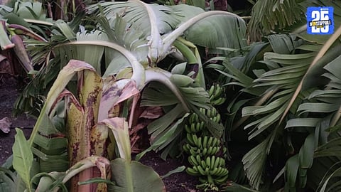 Banana Plantations Damaged by Stormy Winds