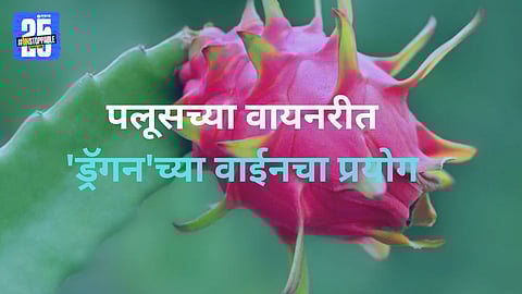 Palus Wine Production