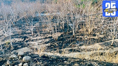 The aftermath of the fire that destroyed 1,350 trees on Sayyed family’s land — ₹10 lakh in losses and a ruined plantation.