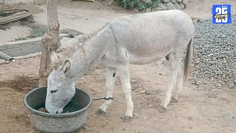 kaikadi donkey