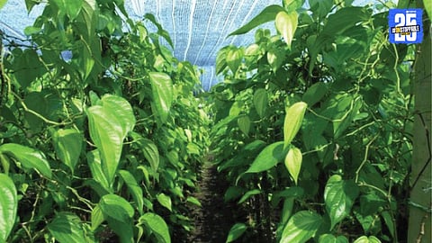 nagveli crop