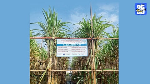 sugarcane