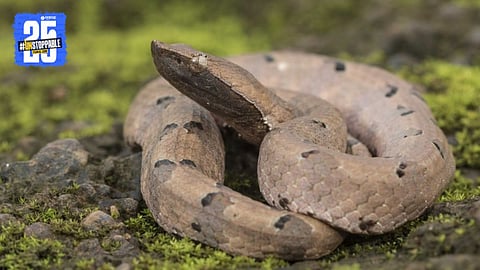 Hump ​​Nosed Pit Viper