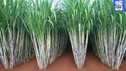 Farmers await ₹425 crore sugarcane dues as the kharif season nears; mills delay payments.