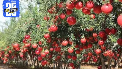 Dr. Yugandhar Sarkale demonstrating AI-based techniques in his pomegranate orchard at Circlewadi.