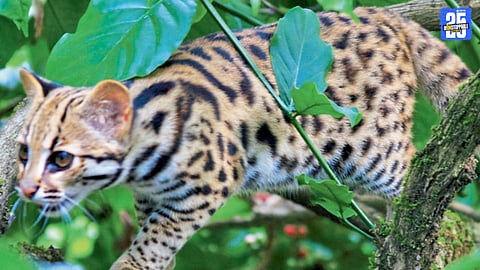 Leopard Cat