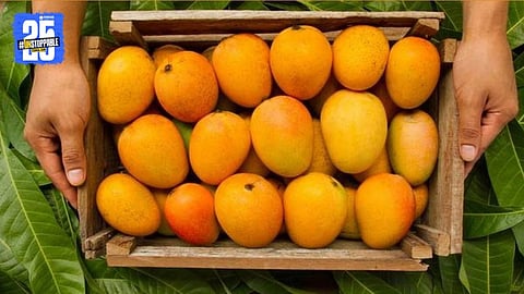 Kokan Hapus Mango 