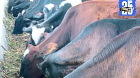 Farmers demand subsidies for cow and buffalo purchase to enhance dairy output and generate employment.