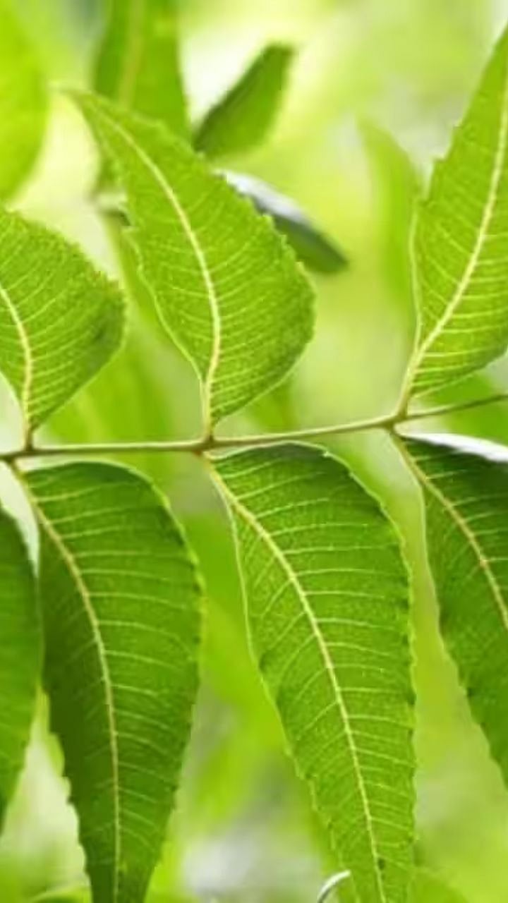 कडू पण उपयुक्त! लिंबाच्या पानांचे चमत्कारिक फायदे|Neem Leaves Benefits ...