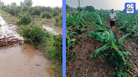 unseasonal rain hit to Orchard