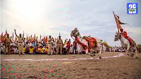 mauli horse