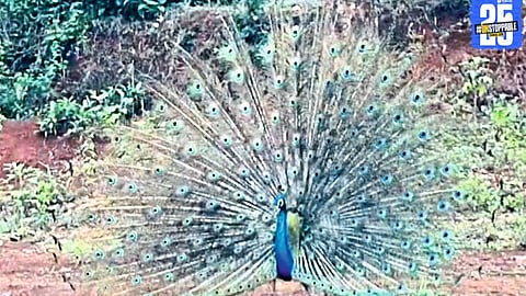 Peacocks showcase their vibrant plumage in a mesmerizing dance in the Attar family’s courtyard.
