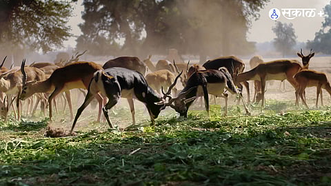 Wildlife