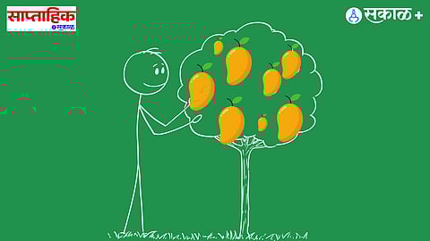 Konkan mango production