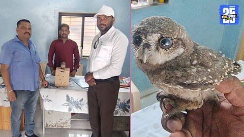 owl new life
