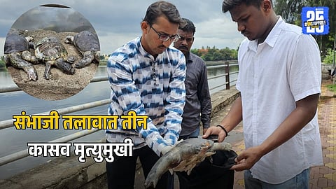 Turtle Death Sambhaji Talav:
