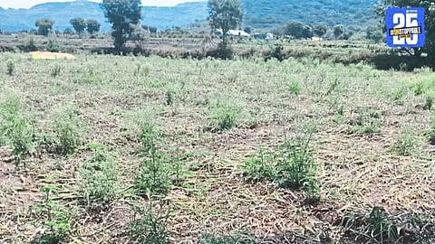 onion crop damage
