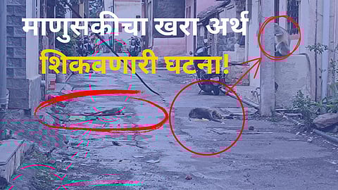 Monkey Family Emotional Story 