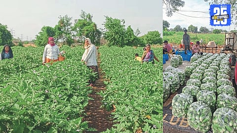 Agricultural Success