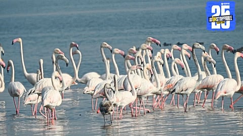 Migratory birds flocking around Ujani backwaters before setting off on their seasonal return journey.