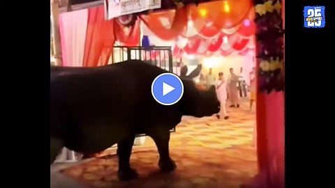 Viral Video Rhino in wedding nepal