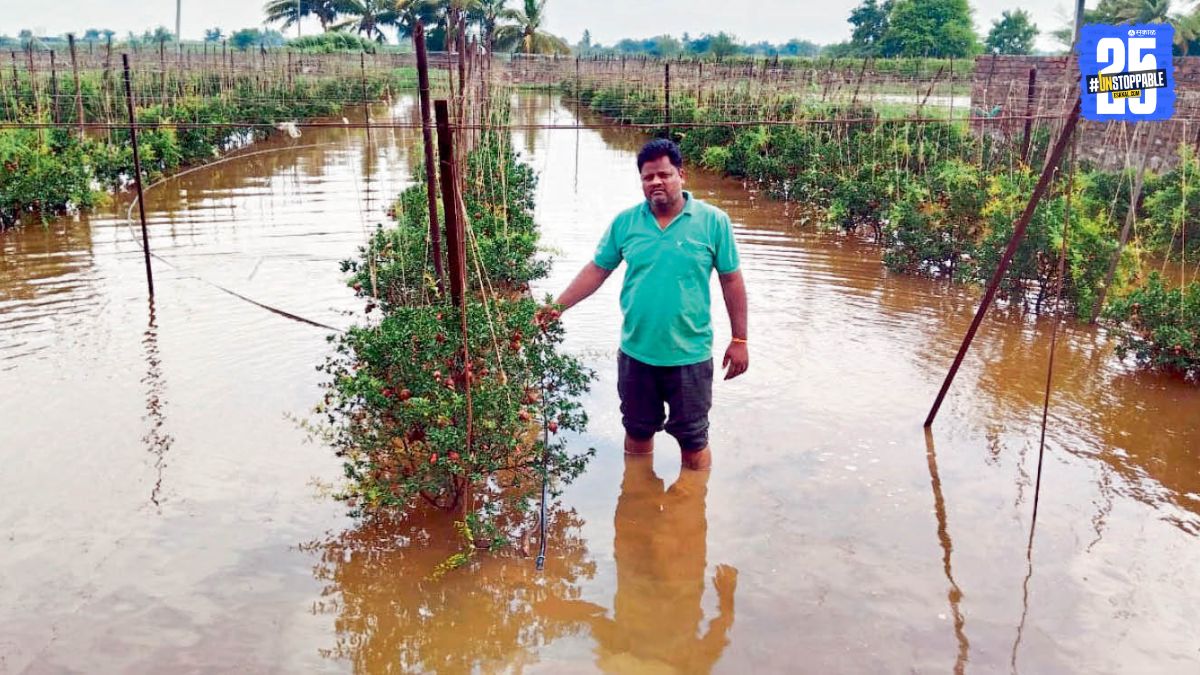 pomegranate crop loss by rain water