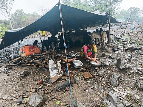 पावसाने मेंढपाळांच्या हालअपेष्टांत आणखी भर