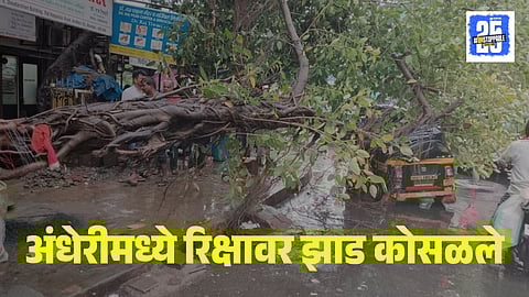 Tree falls on rickshaw