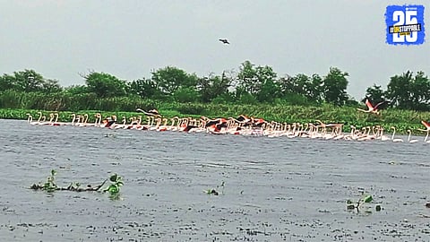 Flamingos Flock