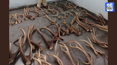 Deer Antlers