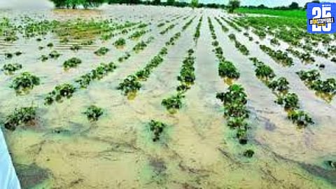 Unseasonal rain damages standing crops in Satara's seven talukas; government officials begin survey