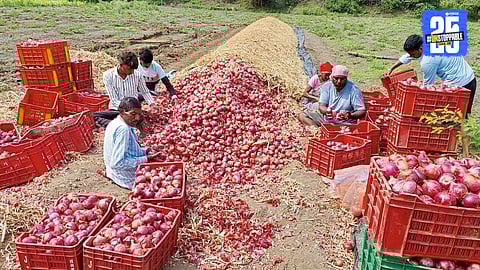 Damaged onions at a farmer's field due to unseasonal rain and high humidity