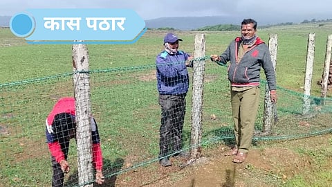 Kaas Plateau Flowers Satara Tourism