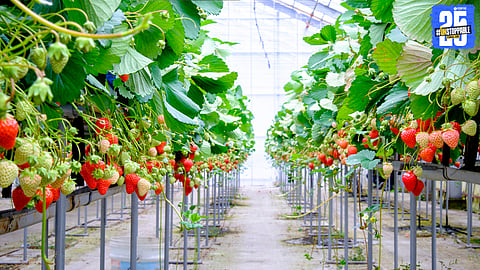 Strawberry Farming 