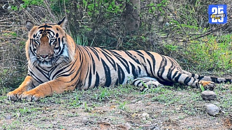 Tiger Attack
