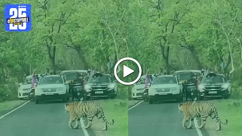 Tadoba Tiger Spotted on Road 