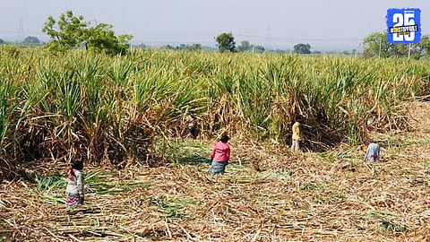 sugarcane cutting worker