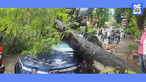 tree collapse on vehicle