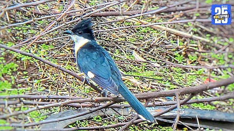 African migratory bird spotted in Maharashtra, signaling strong upcoming monsoon