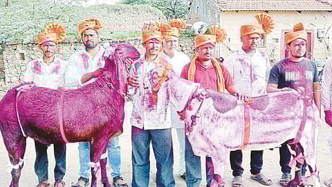 Punjabi Beetle Goat